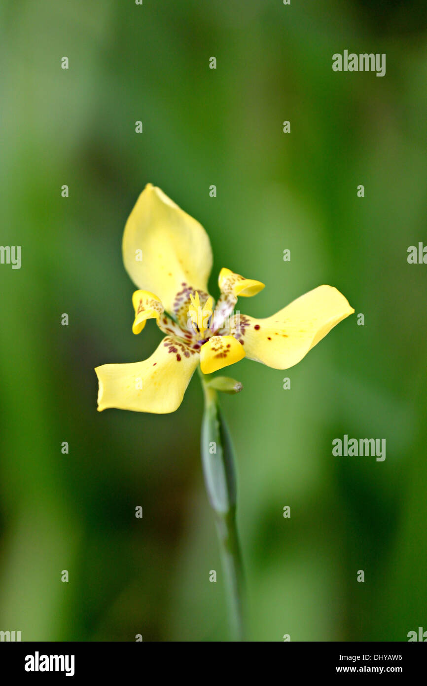 Closeup gelb Blume im Garten des Hintergrunds. Stockfoto