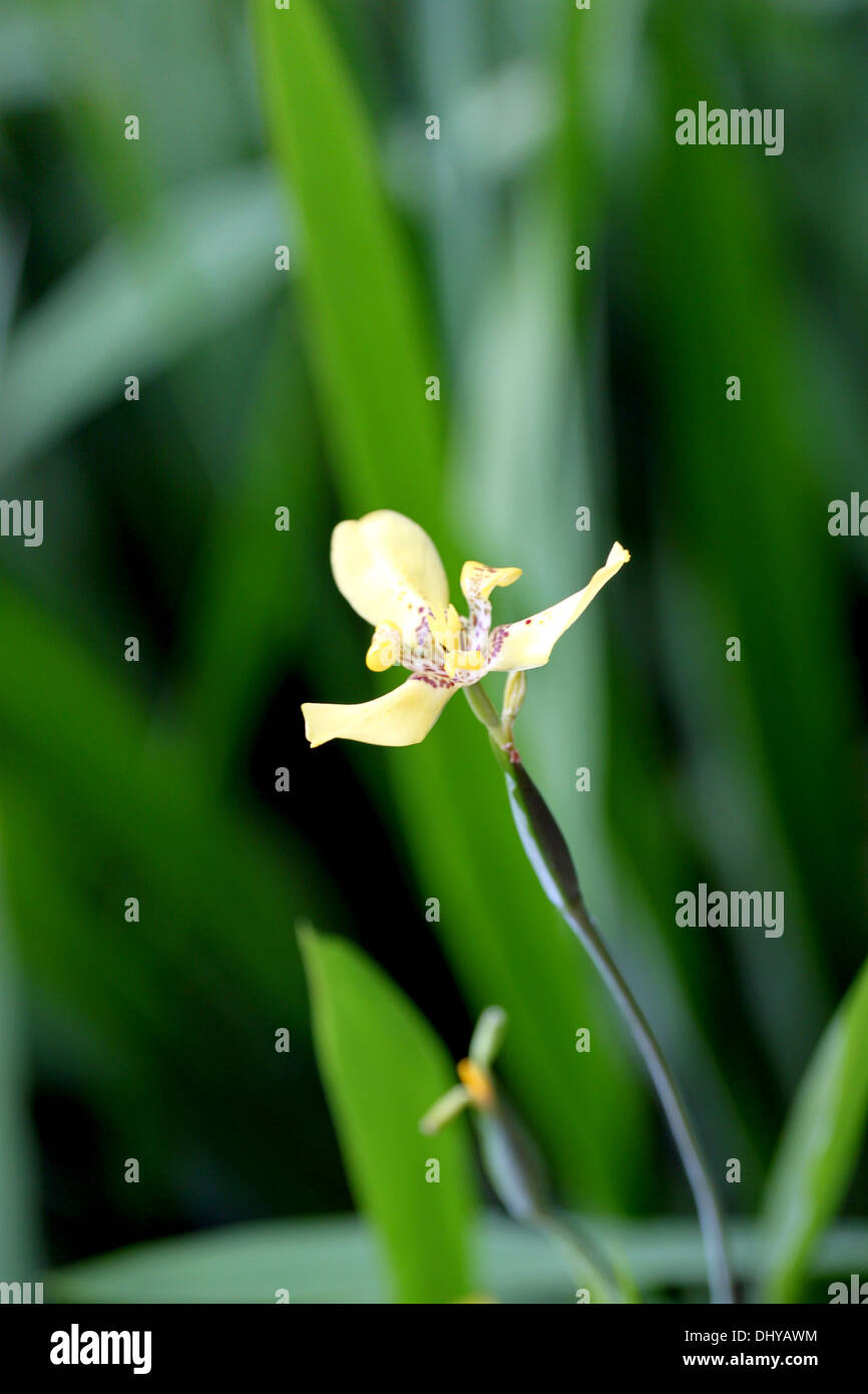 Closeup gelb Blume im Garten des Hintergrunds. Stockfoto