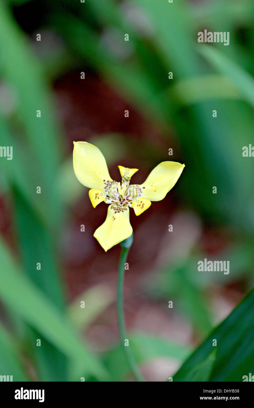 Closeup gelb Blume im Garten des Hintergrunds. Stockfoto