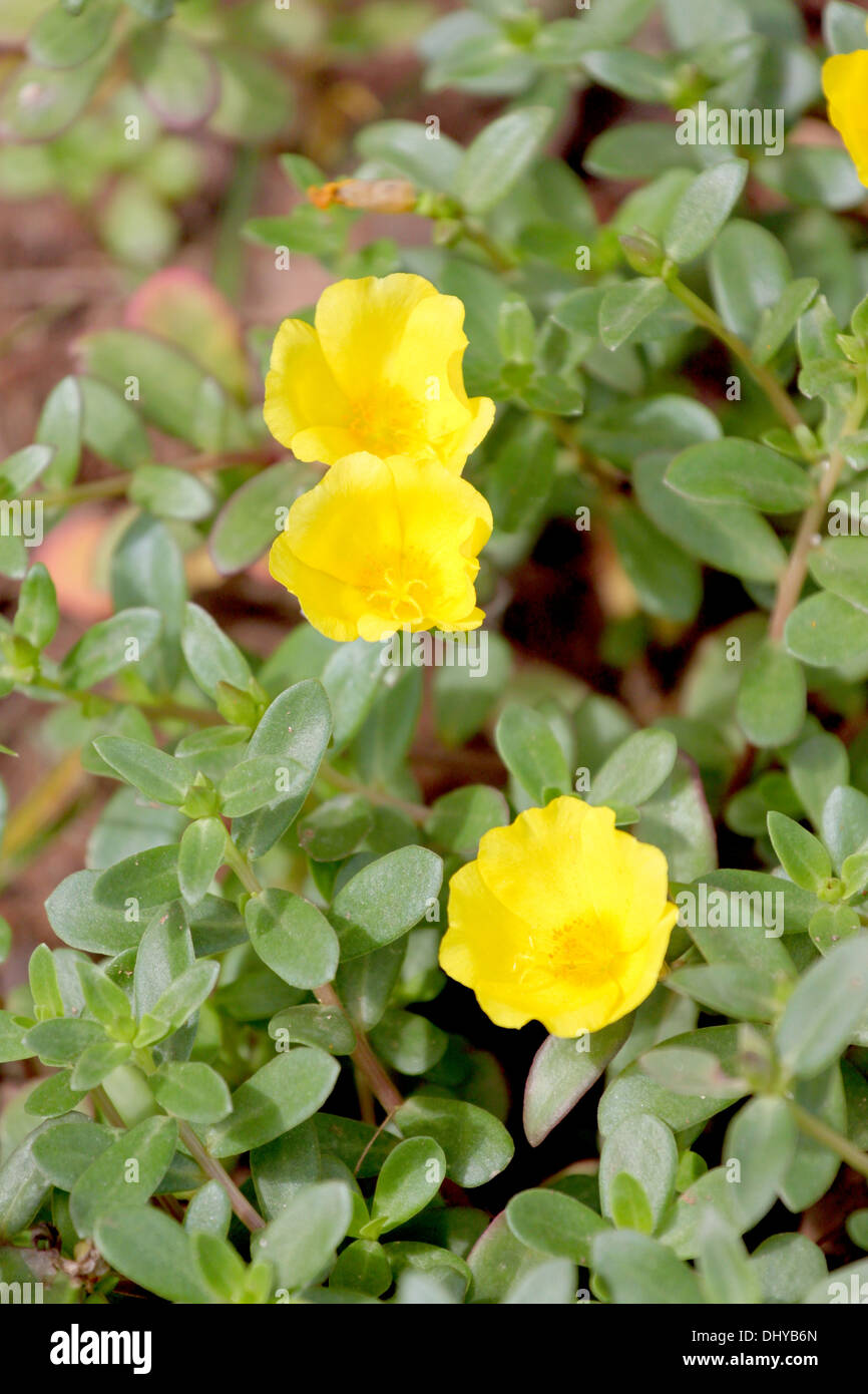 Closeup gelben Blüten im Garten des Hintergrunds. Stockfoto