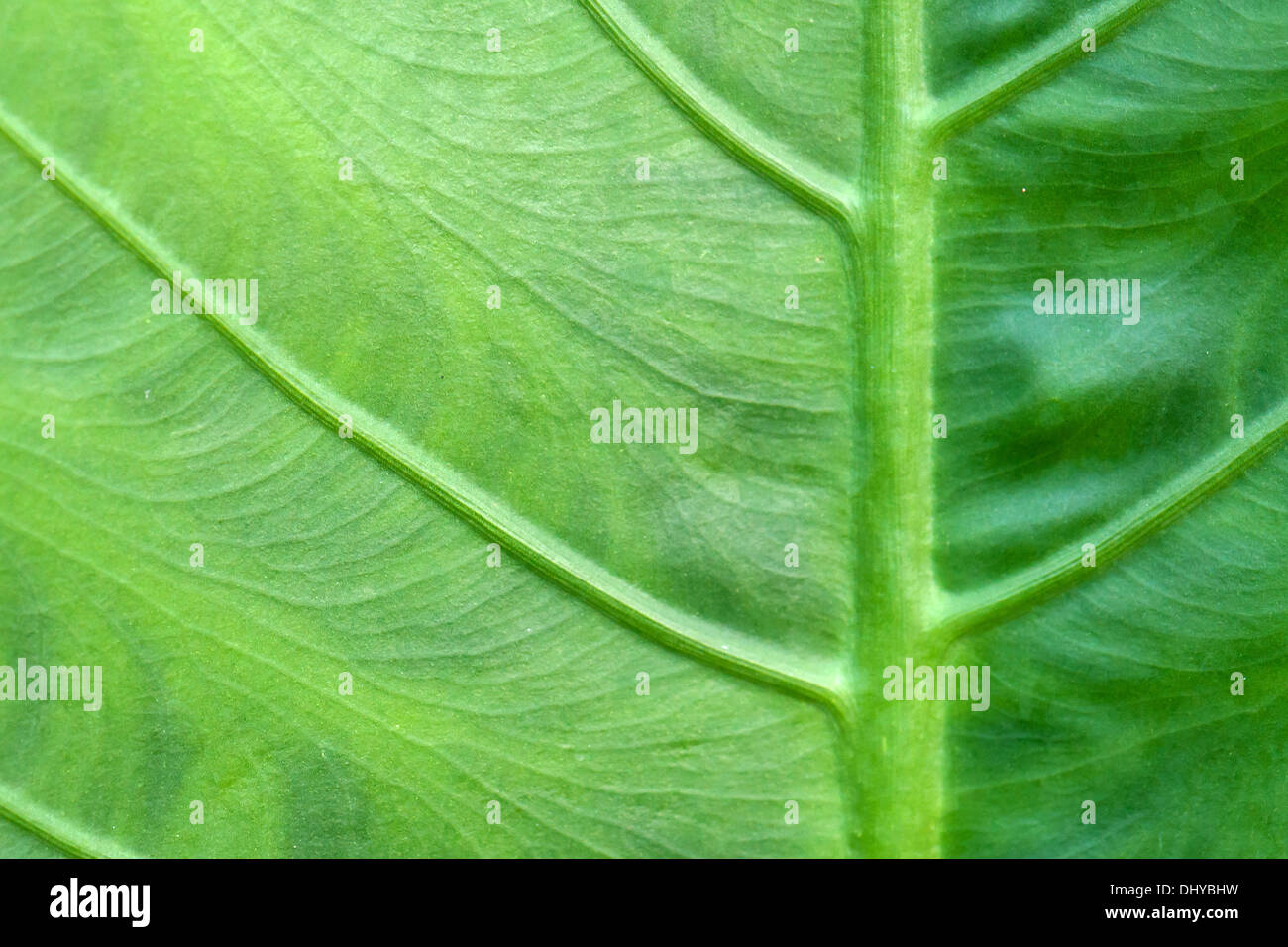 Vollen Rahmen Grün Blatt Hintergrund. Stockfoto