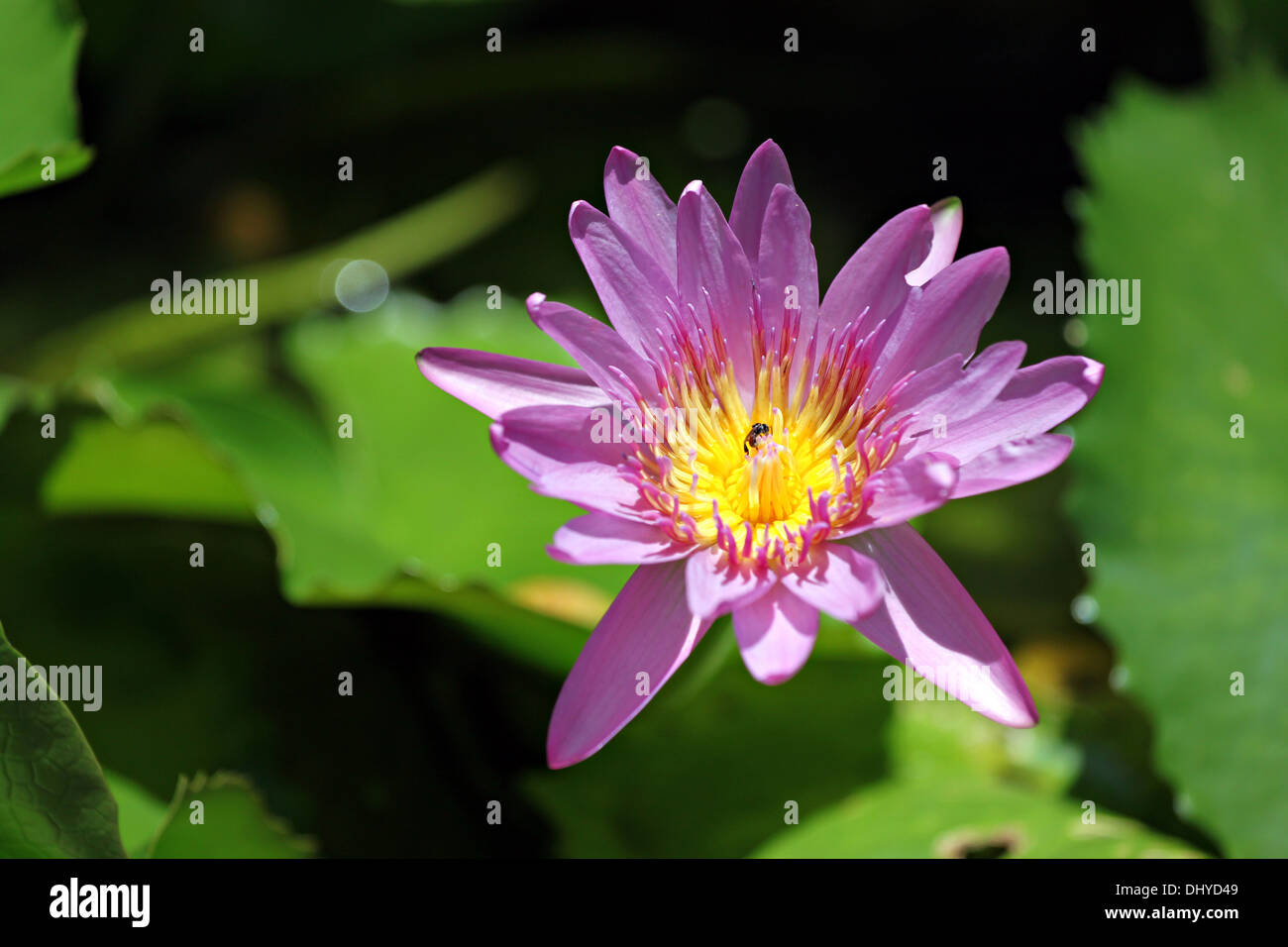 Pink Lotus im Teich und grünes Blatt Lotus des Hintergrunds. Stockfoto