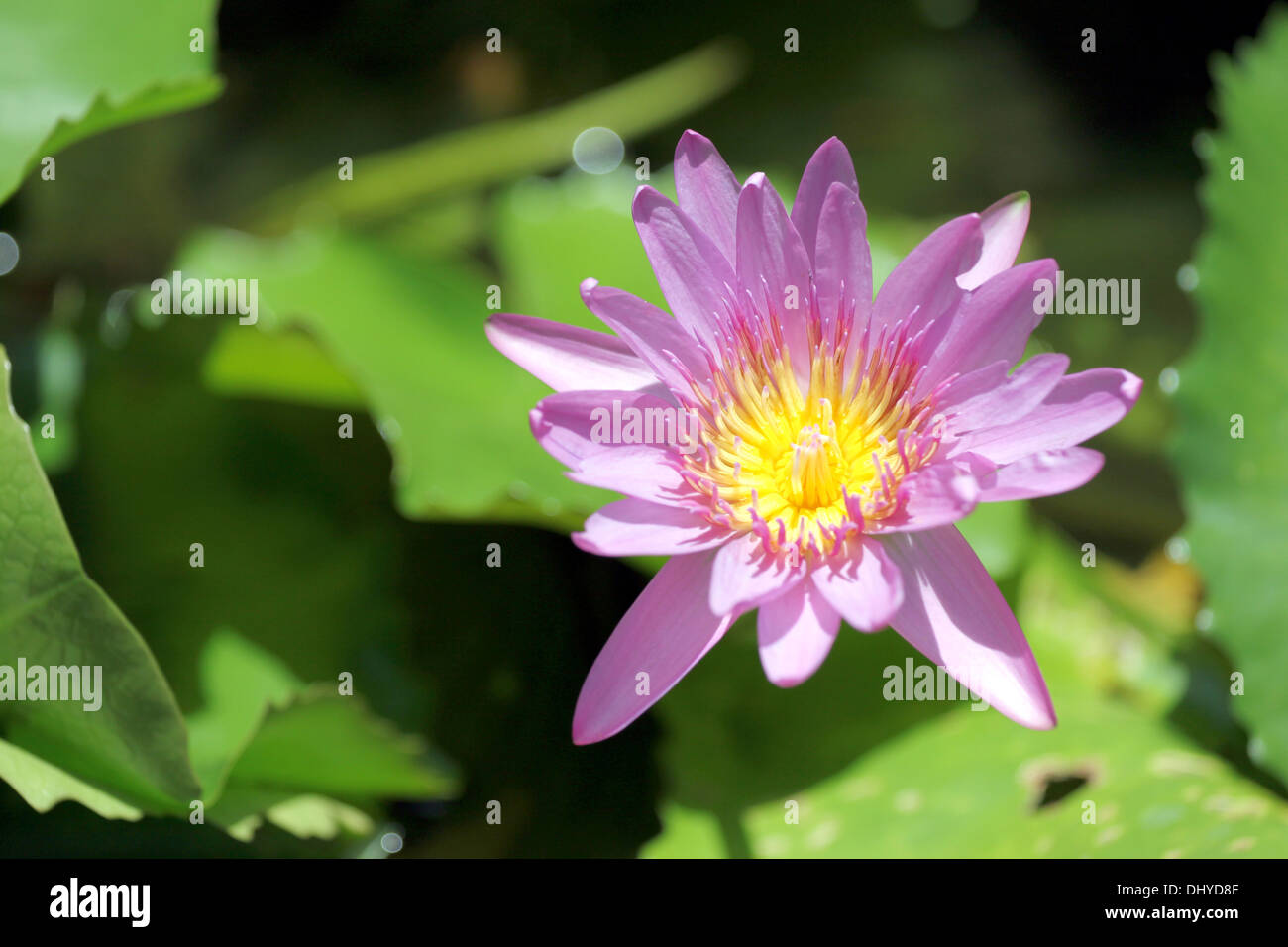 Pink Lotus im Teich und grünes Blatt Lotus des Hintergrunds. Stockfoto