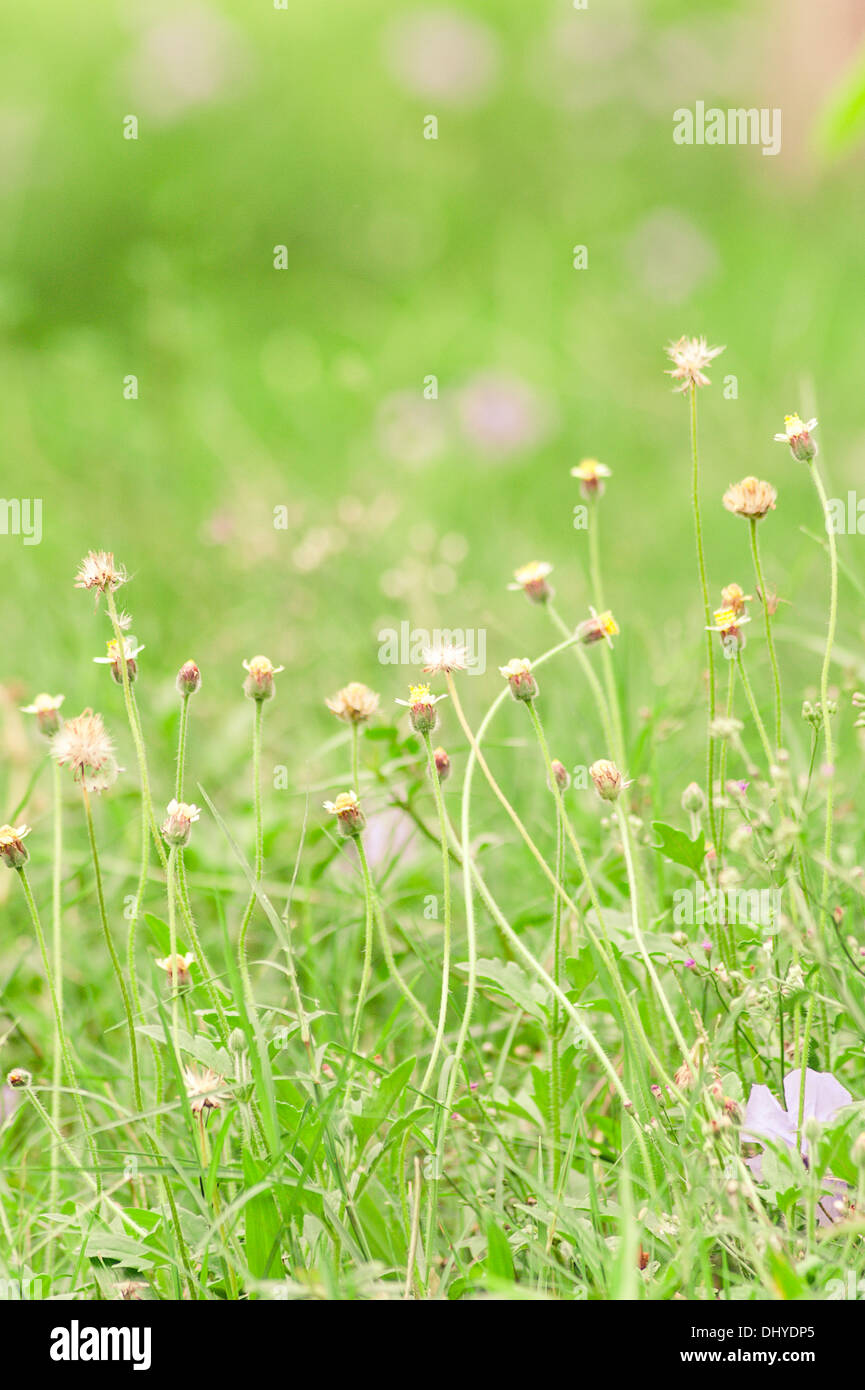 Gänseblümchen Blumen grün Natur Stockfoto