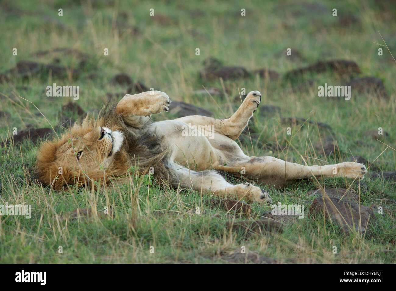 Löwe, König des Dschungels, in seinem natürlichen Lebensraum. Stockfoto