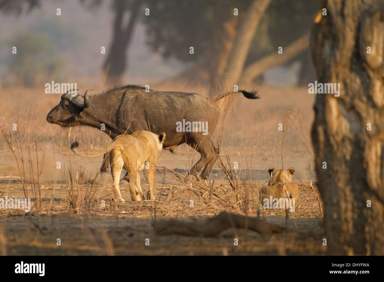Löwinnen (Panthera Leo) Jagd afrikanische Büffel (Syncerus Caffer) Stockfoto