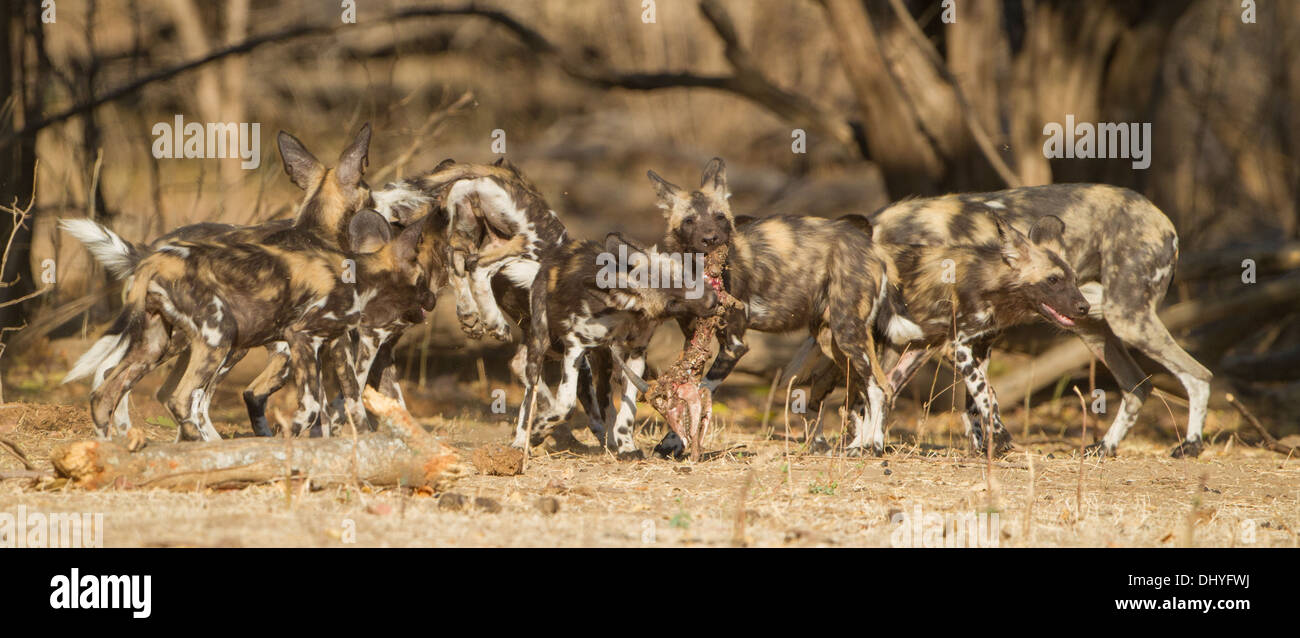 Afrikanischer Wildhund Pupies (LYKAON Pictus) spielen mit Impala Schädel Stockfoto