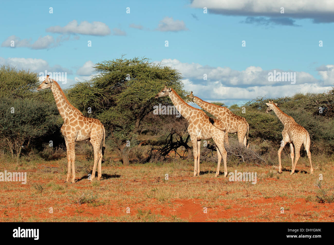 Gruppe von Giraffen (Giraffa Plancius), Südafrika Stockfoto