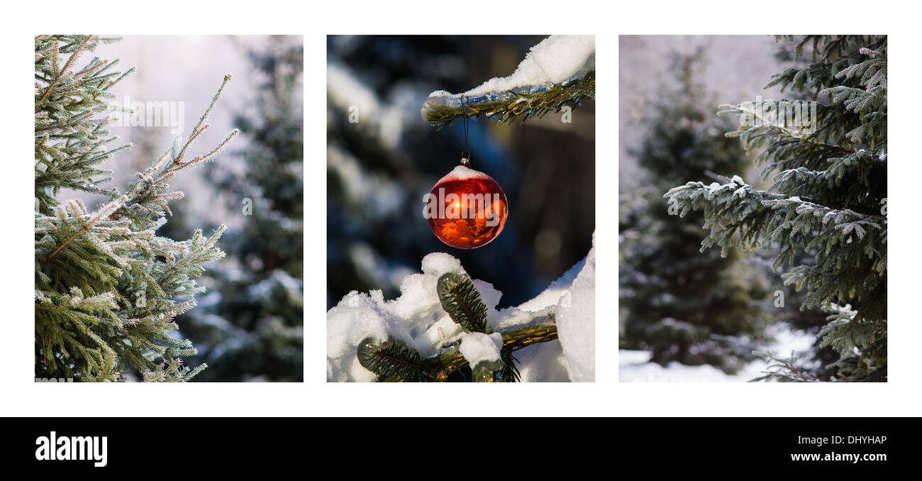 Triptychon - Weihnachtswald. Horizontale Triptychon von drei Fotos von Fichten im Winter und eine rote Kugel auf eines der Fichten Stockfoto