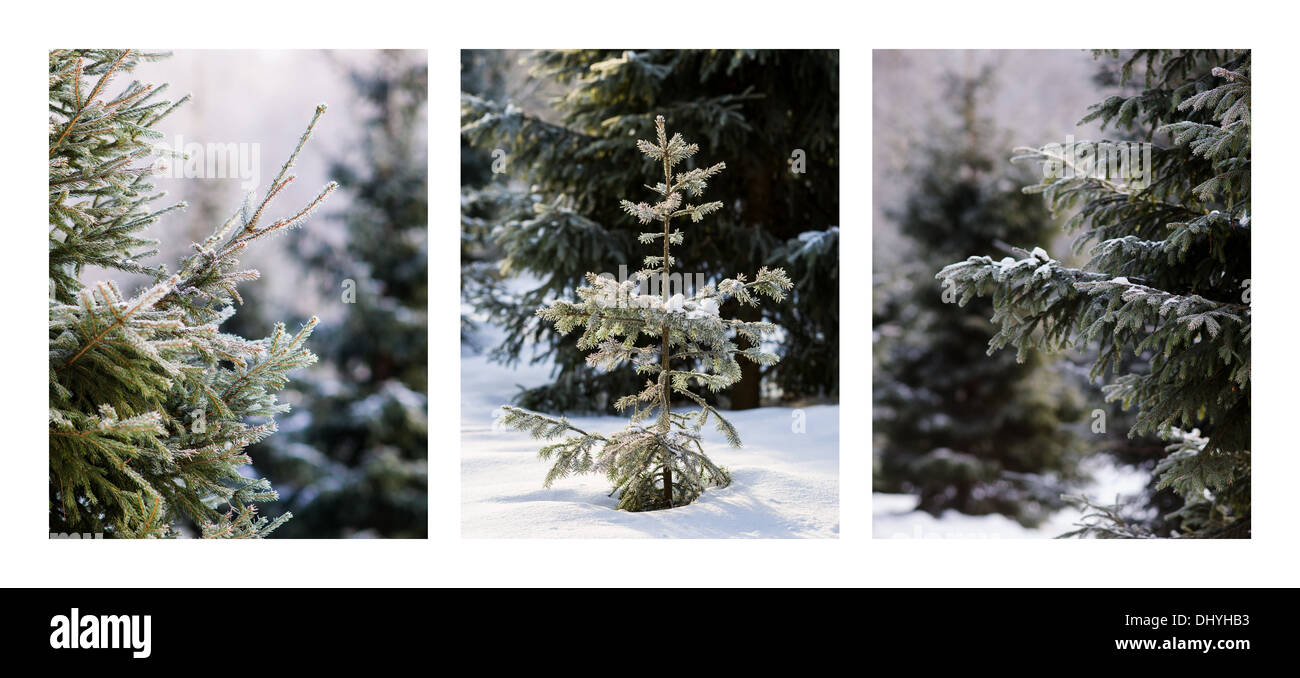 Triptychon - Weihnachtsbäume im Wald. Horizontale Triptychon von drei Fotos von Fichten im Winterwald Stockfoto