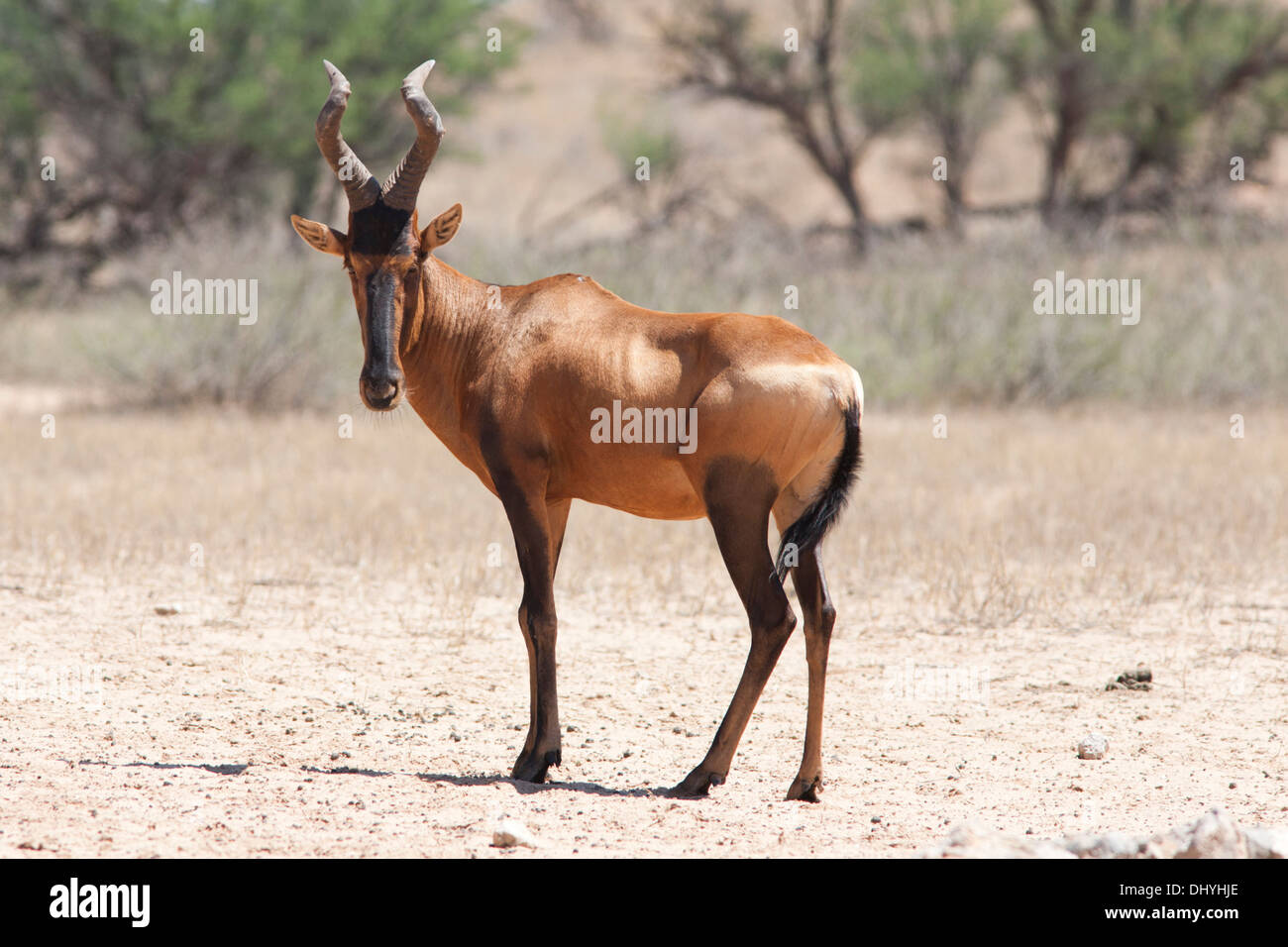 Red Hartebeest (alcelaphus caama) in der Kalahari Wüste, Südafrika Stockfoto