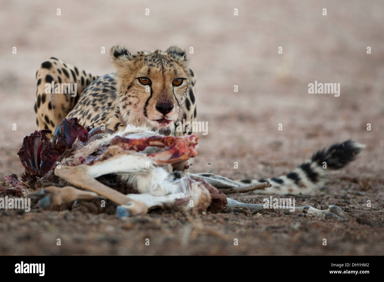 Weibliche Geparden Fütterung auf einen Kill in der Kalahari-Wüste Stockfoto