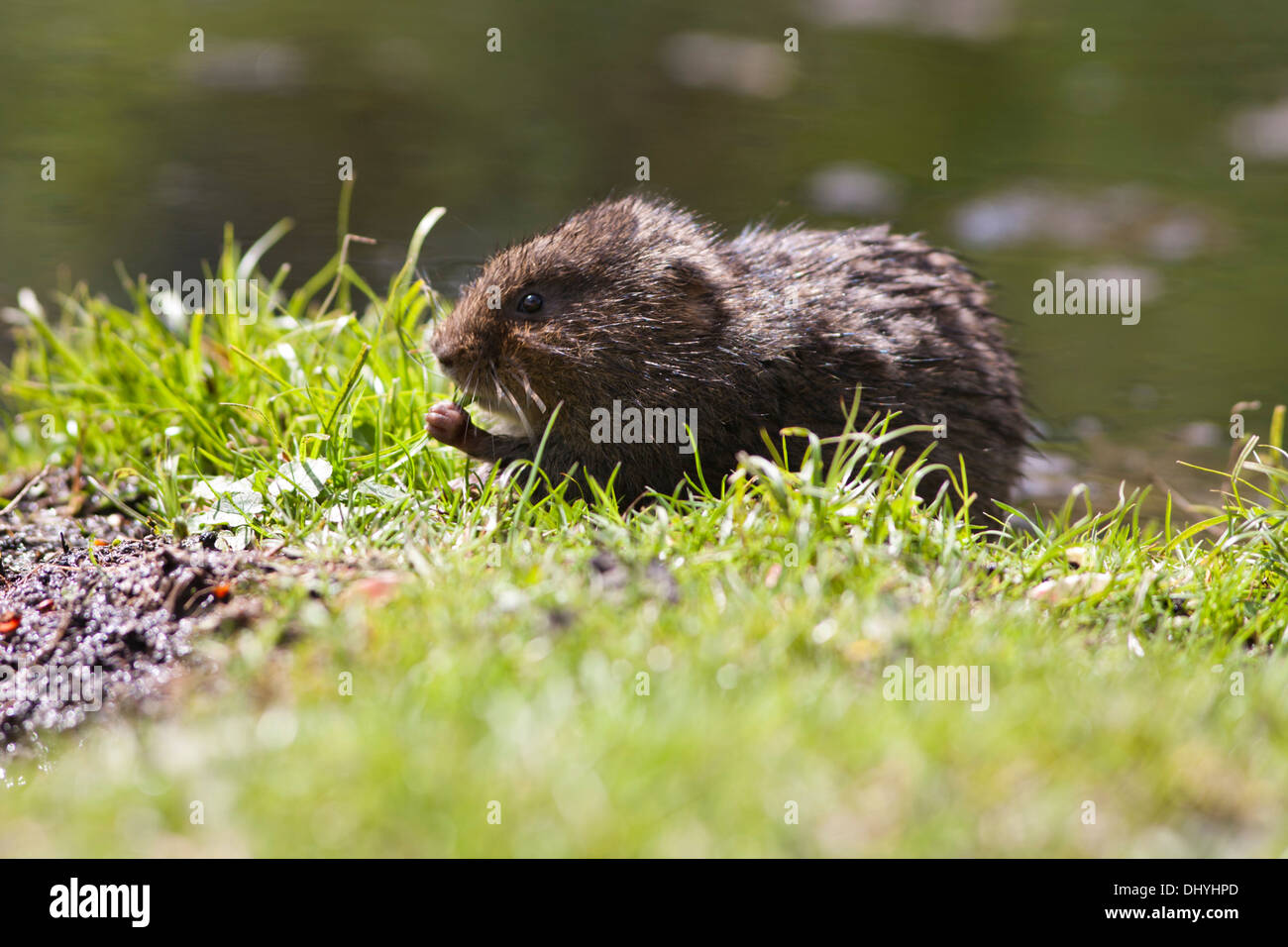 Europäische Wasser-Wühlmaus Fütterung an einem Flussufer UK Stockfoto