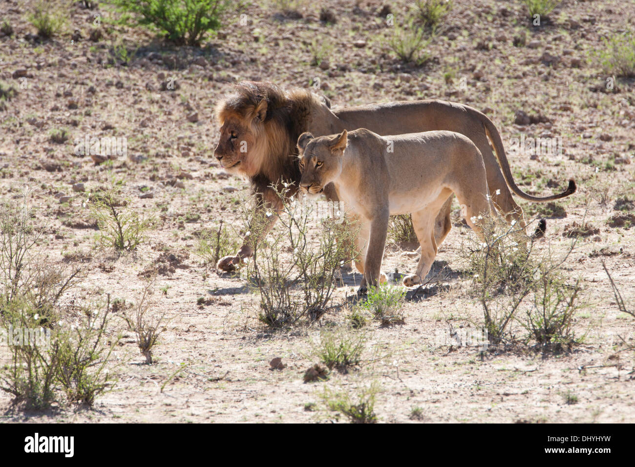 Afrikanischer Löwe und Löwin zu Fuß in der Kalahari-Wüste Stockfoto