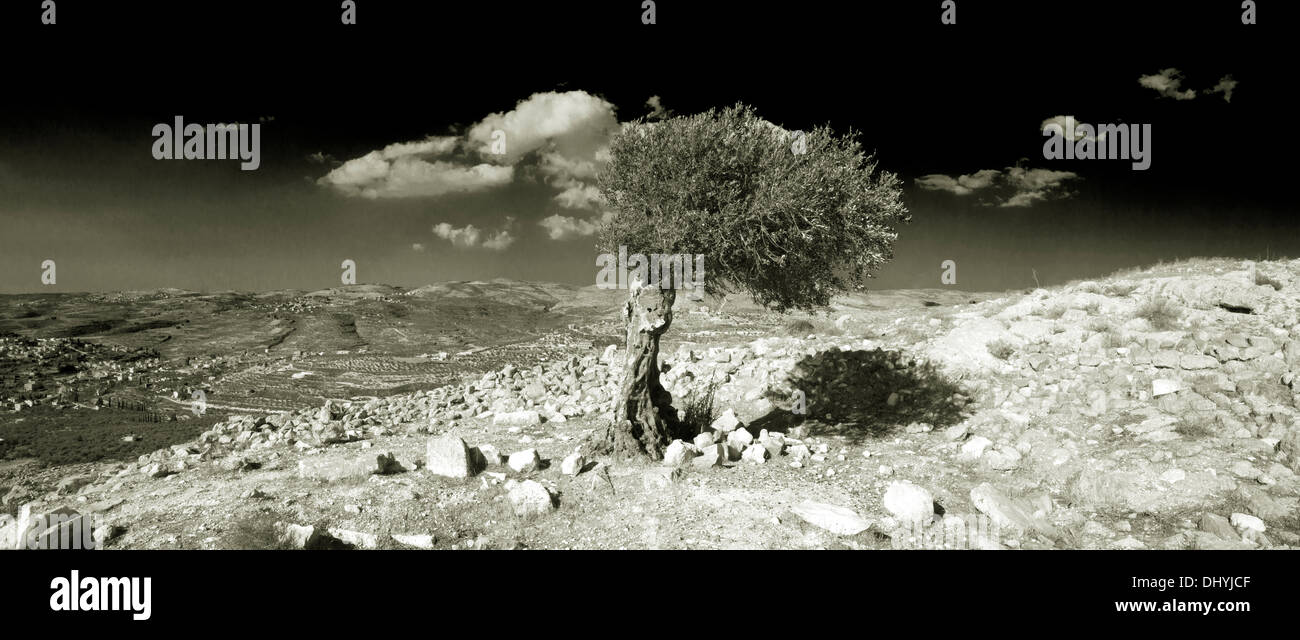 Olivenbaum vom Wind in Palstina Stockfotografie - Alamy