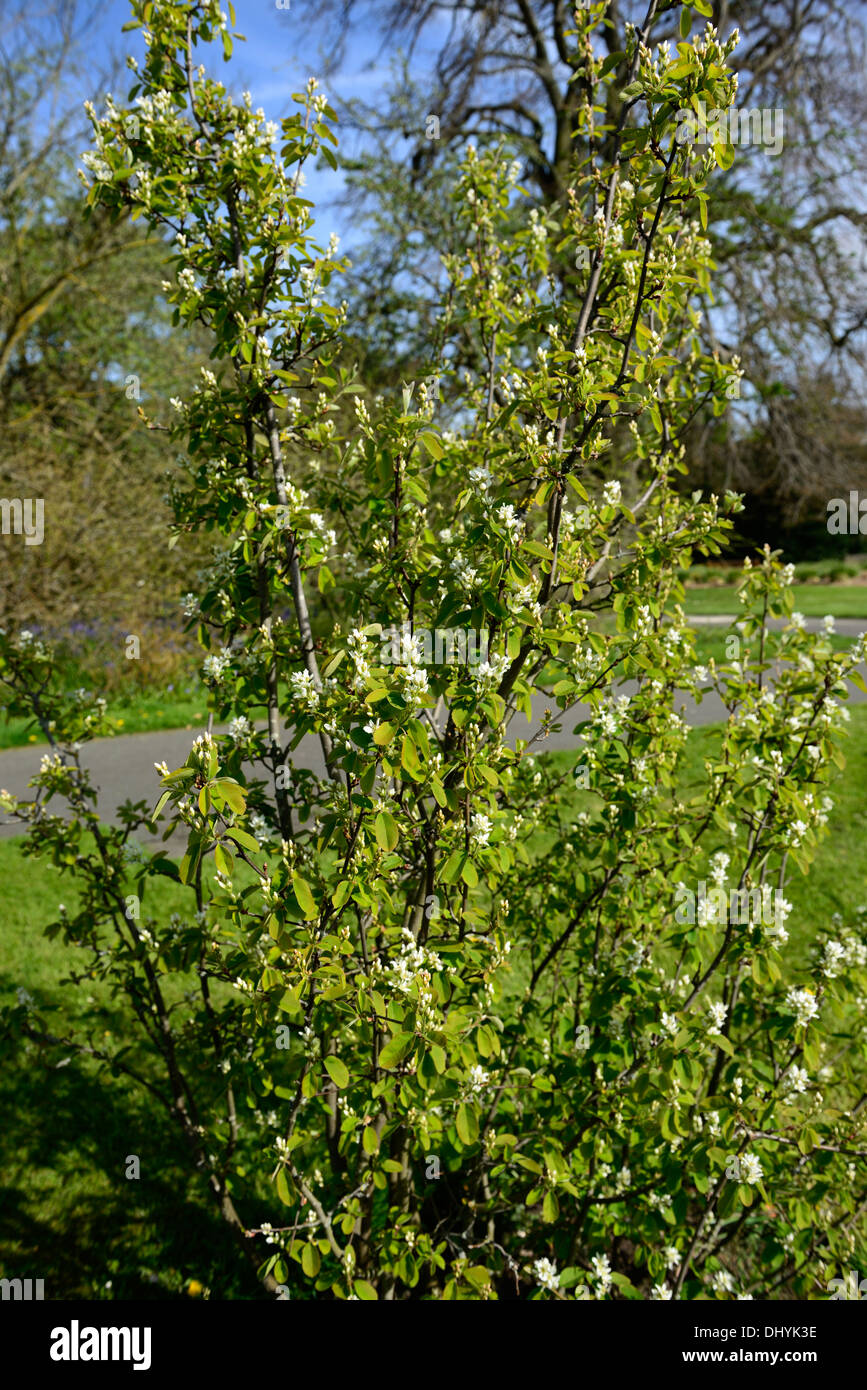 Amelanchier Alnifolia weiße Blumen Blüte Frühling Blüte blühende Blüte Garten Baum Stockfoto