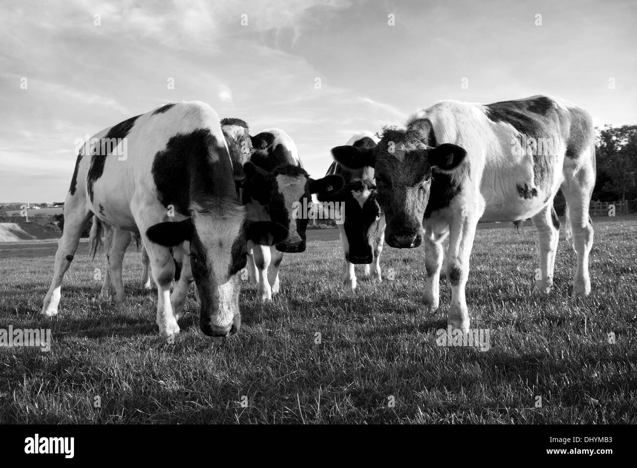 Kühe in einem Feld in Devon Stockfoto