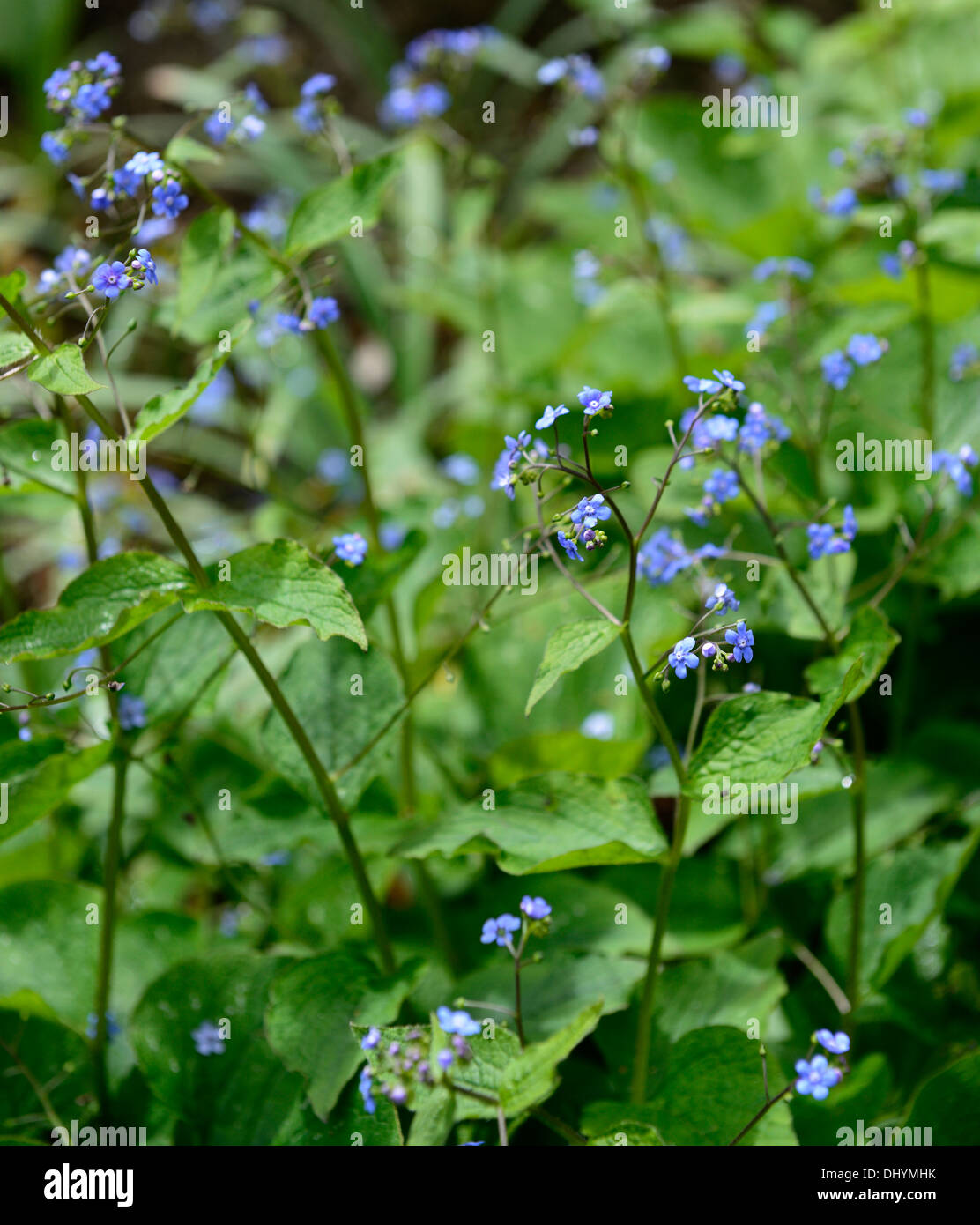 Brunnera macrophylla langtrees Fotos und Bildmaterial in hoher
