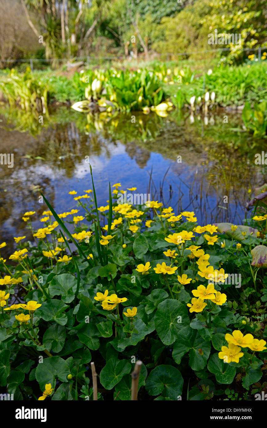 Caltha Palustris König Tassen Sumpfdotterblumen gelbe Blumen Blüte Blüte Teich Sumpf Wasser Grenzkraftwerk Trollblumen Stockfoto