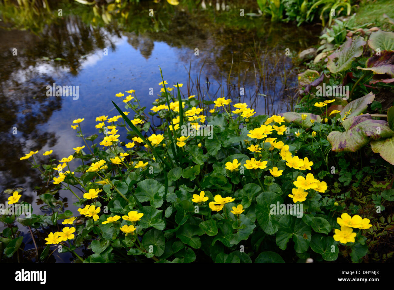 Caltha Palustris König Tassen Sumpfdotterblumen gelbe Blumen Blüte Blüte Teich Sumpf Wasser Grenzkraftwerk Trollblumen Stockfoto