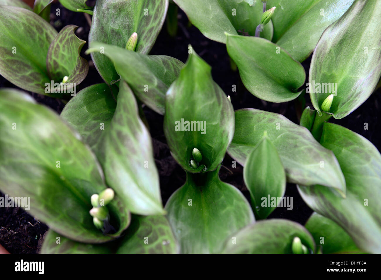 Erythronium Californicum weiße Pracht Fawn Lily Dogstooth violett weiß Frühlingsblumen blühen Büschel Farben Farben Hunde Zahn Stockfoto