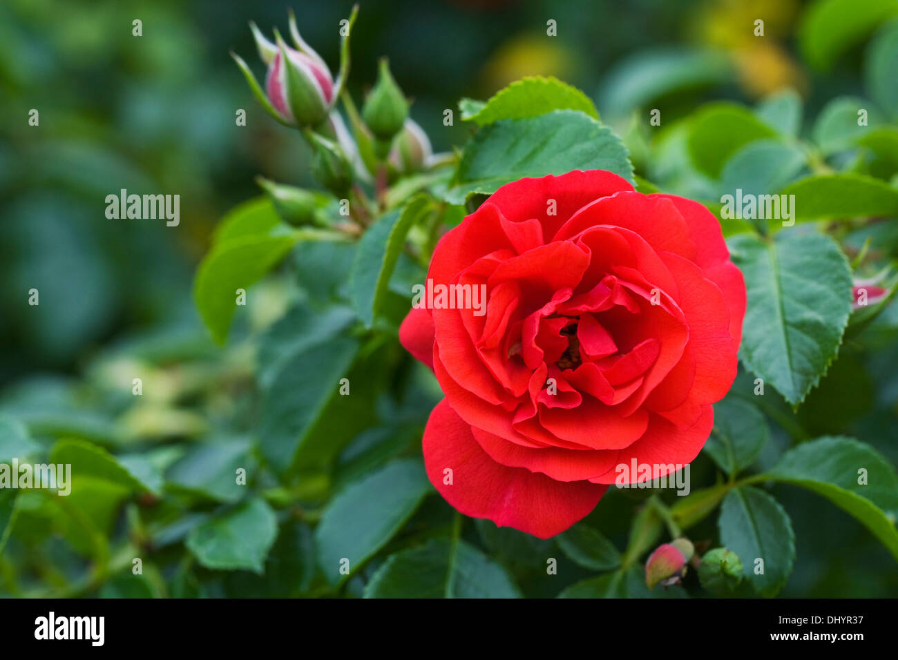 Rosa Blume Teppich Scarlet. Stockfoto