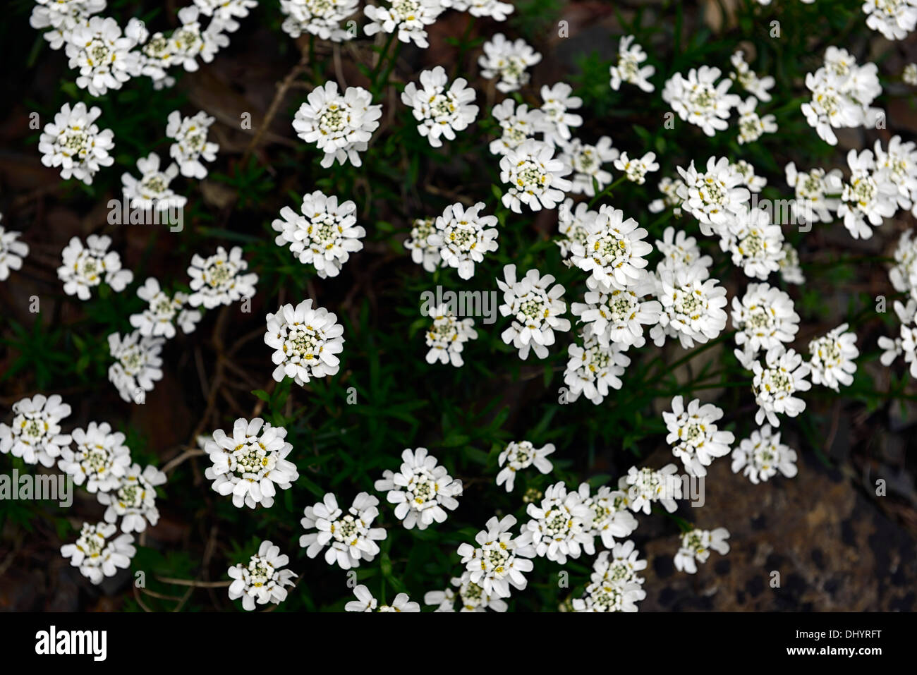 Iberis Sempervirens Reinheit immergrüne Schleifenblume weiße Blumen Blüte blühen blühenden Frühling Stockfoto