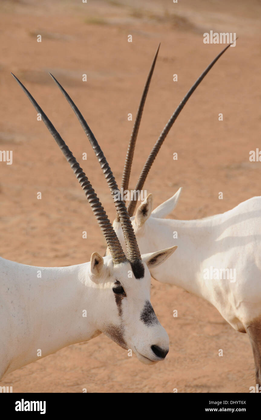 Oryx, (Oryx Leucoryx) arabische Dessert, Dubai, Vereinigte Arabische Emirate. Stockfoto