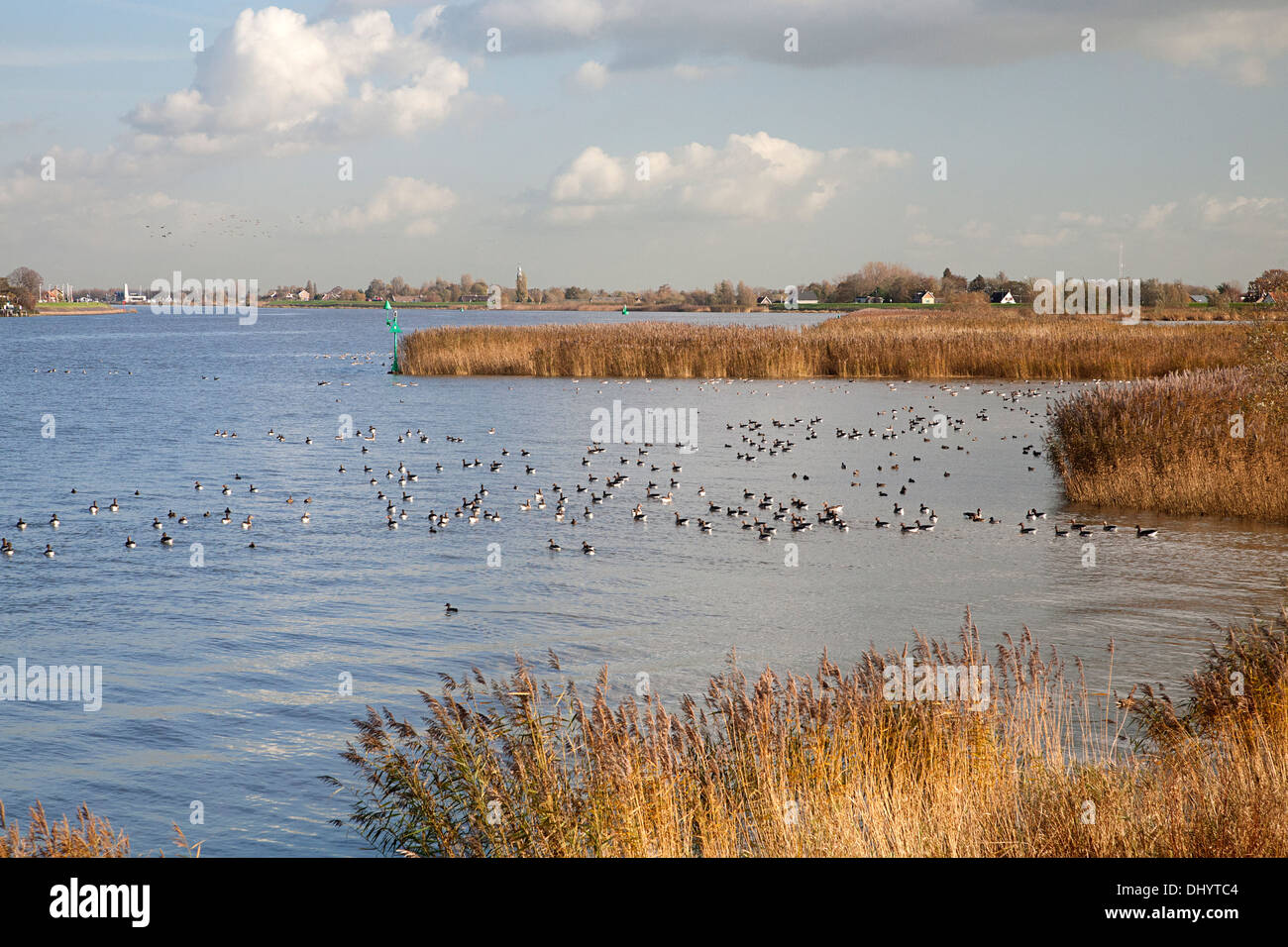 Grau-Verzögerung Gänse schwimmen auf niederländische Fluss Lek, Nieuw-Lekkerland, Südholland, Niederlande Stockfoto