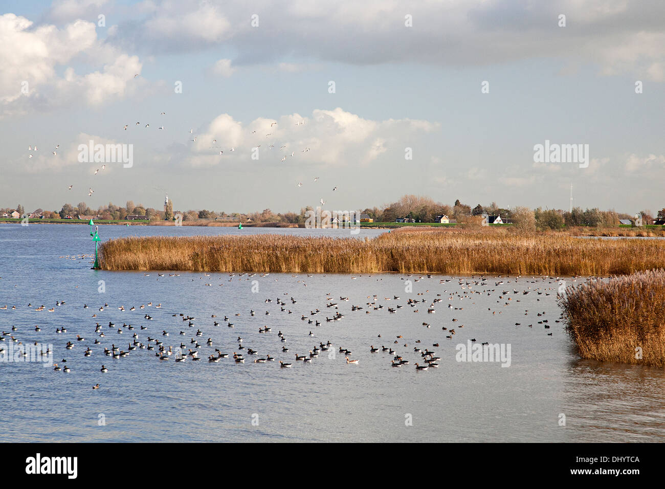 Grau-Verzögerung Gänse schwimmen auf niederländische Fluss Lek, Nieuw-Lekkerland, Südholland, Niederlande Stockfoto