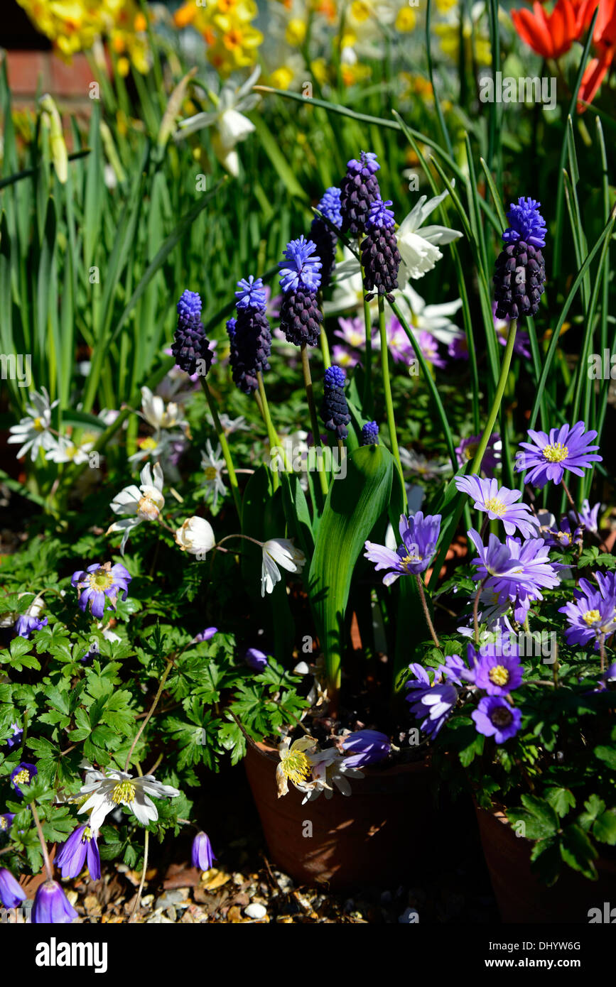 Frühling Blumen Blüten Narzissen Narzissen Anemone Tulpe Scilla Mischung gemischt Pflanze Anzeigenkombination Stockfoto