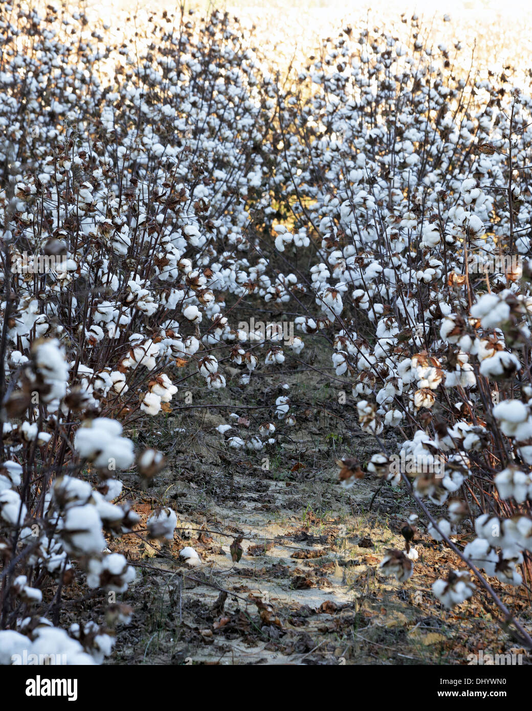 Tesburg, SC, USA. 14. November 2013. Sonniges Wetter hilft der Baumwollernte wiederherzustellen, nachdem die letzten schlechten 14. November 2013 Wetter © Stockfoto