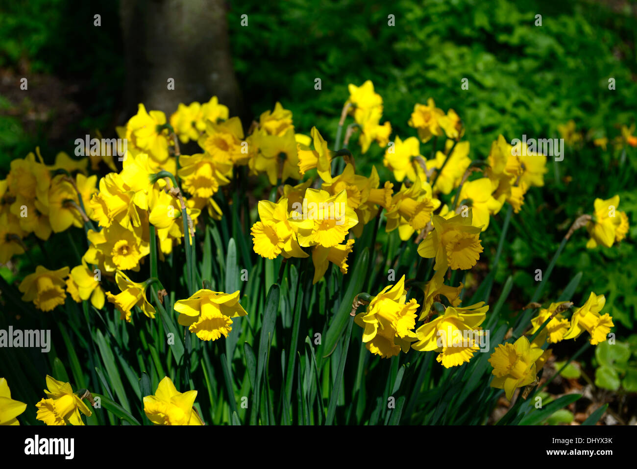 Narzisse feine goldene gelbe Narzisse Blume Blüte Blüte Frühling display Stockfoto