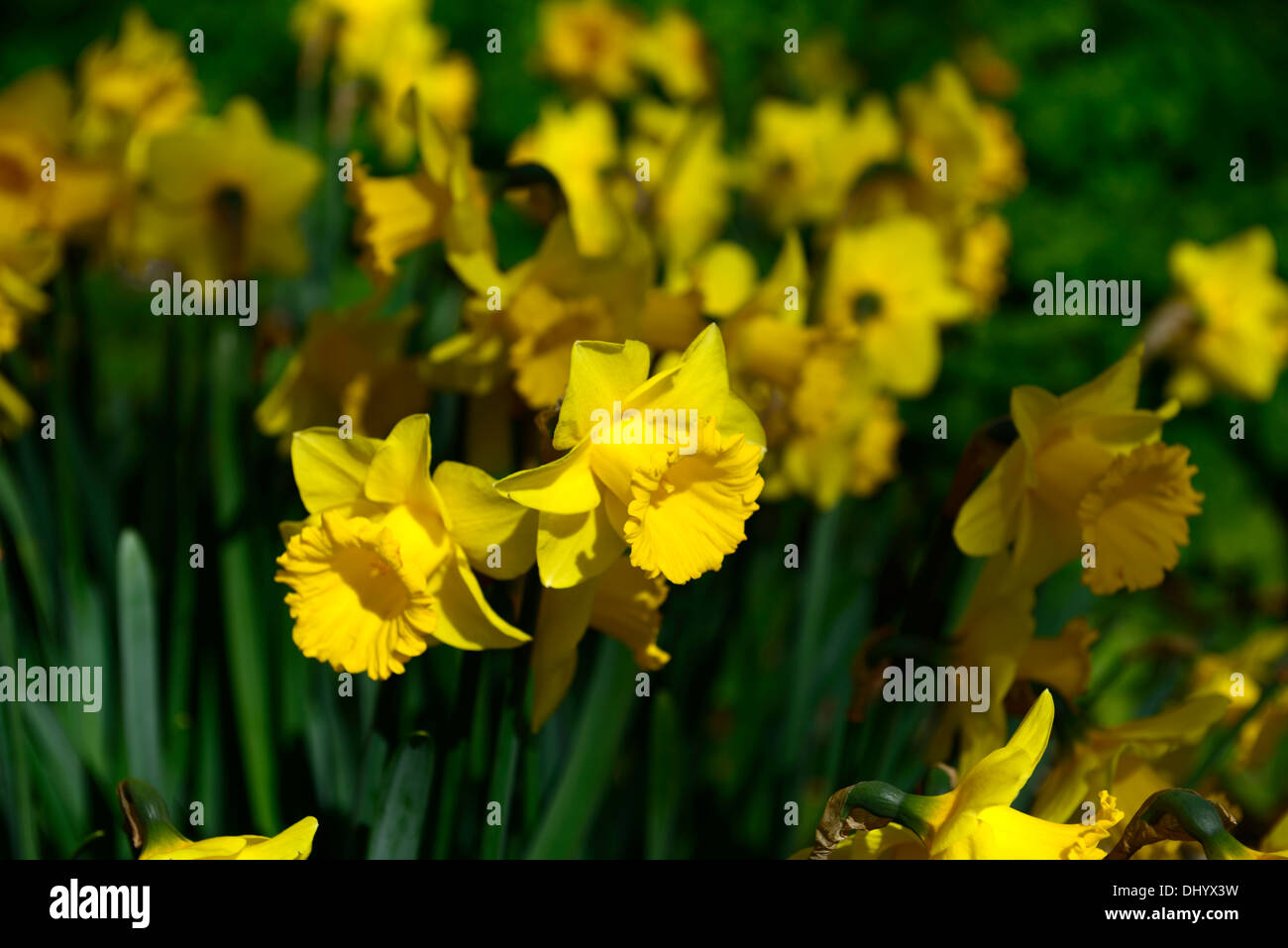 Narzisse feine goldene gelbe Narzisse Blume Blüte Blüte Frühling display Stockfoto
