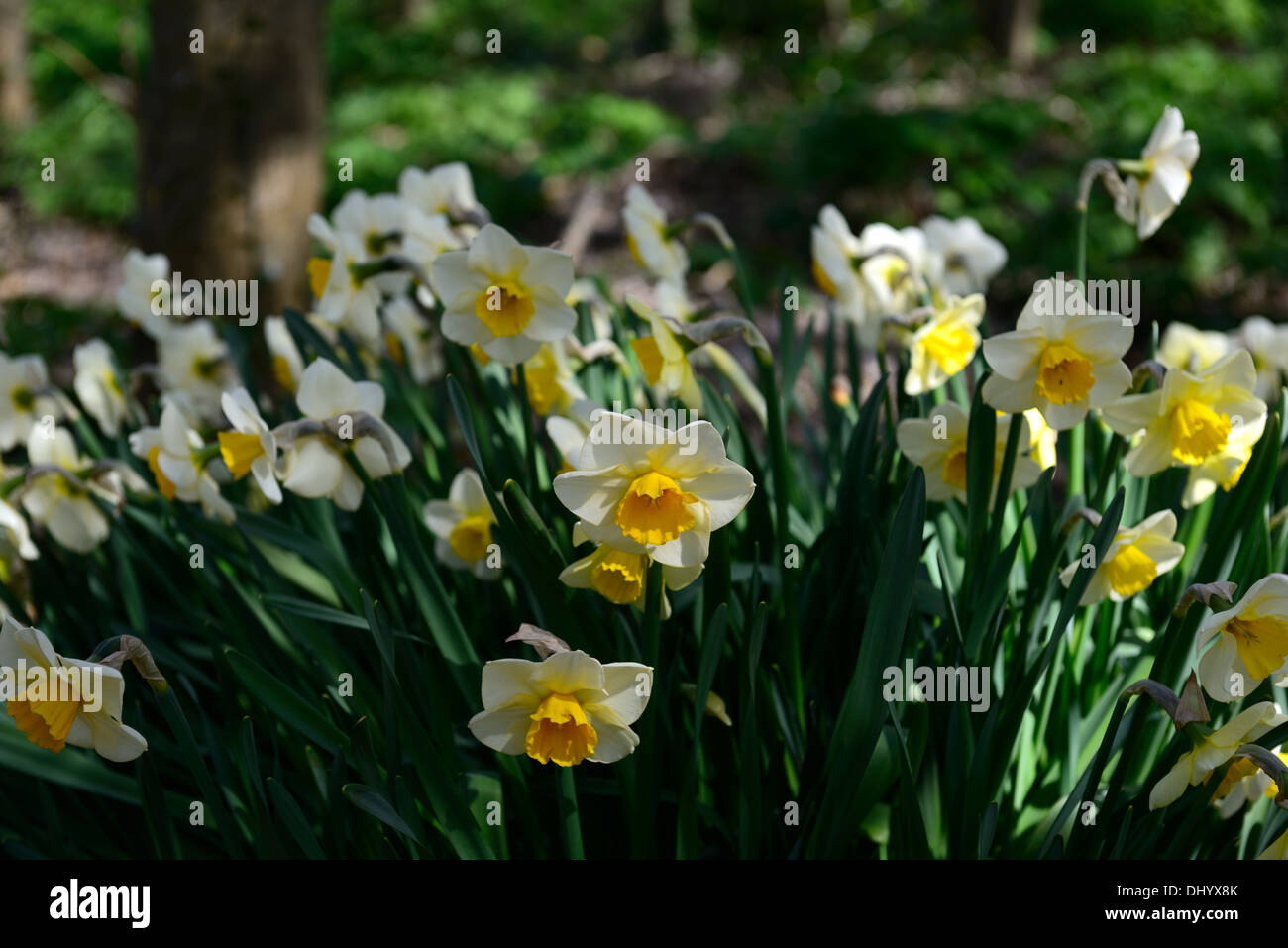 Narzisse goldene gelbe cremige weiße gelbe Trompete Blumen Frühling Blüte Blüte Stockfoto