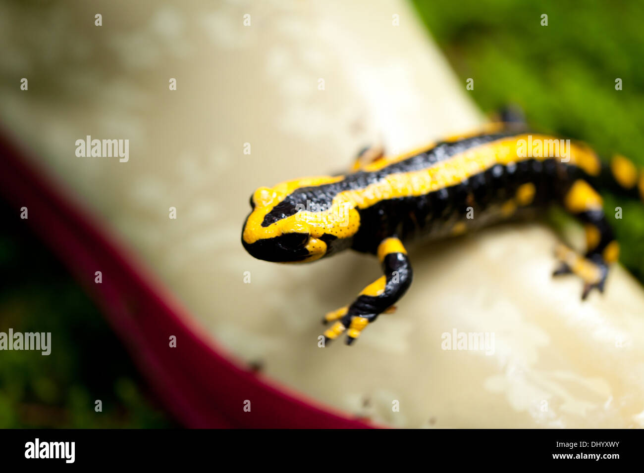 Feuer Salamander Salamandra Closeup im Wald Outdoor-Detail gelbgrün Stockfoto