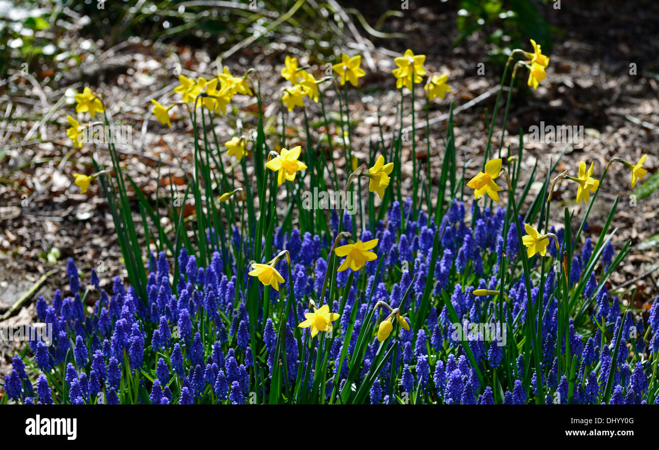 Narzisse süße Muscari Armeniacum Gelb Blau Blume Frühling Display Mischung gemischt blühende Stockfoto