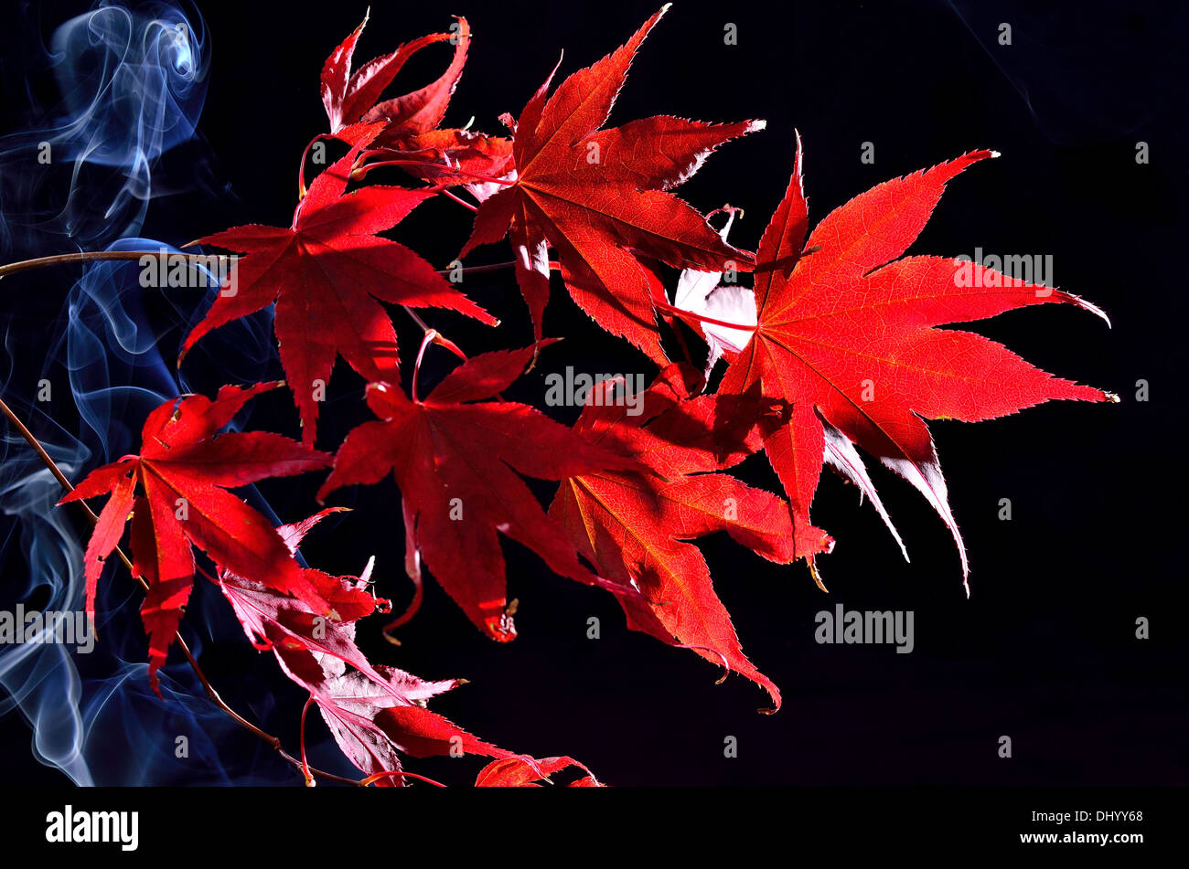 Japanischer Ahorn Baum rote Herbstfärbung Acer Palmatum auf schwarzem Hintergrund Stockfoto