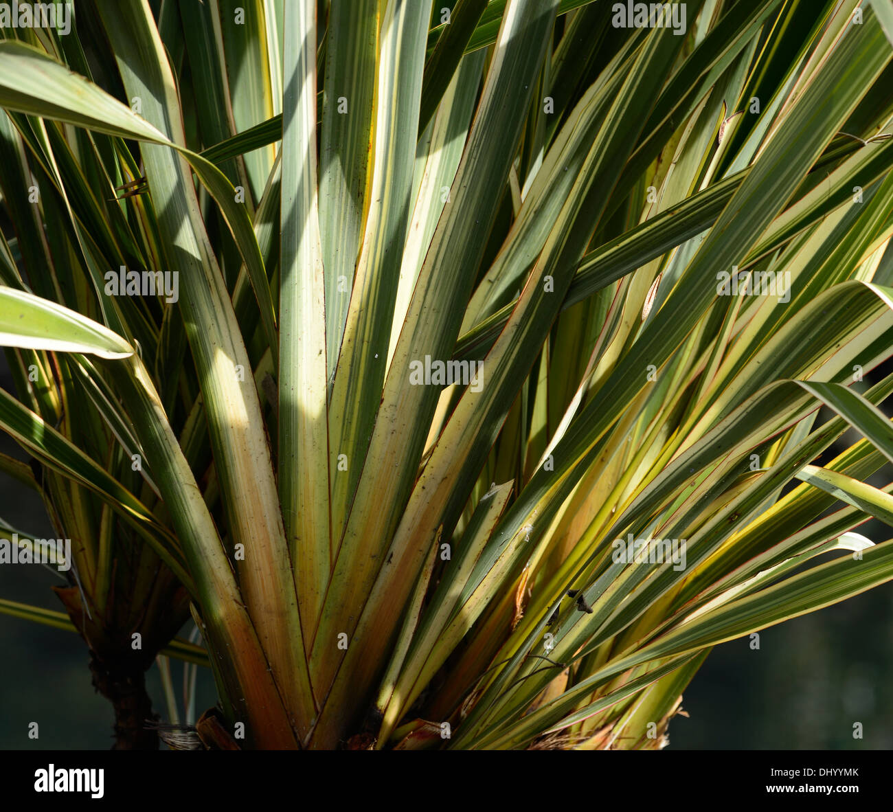 Phormium Tenax Variegatum Neuseeland Flachs grün weißes Laub Anlagenbild Blätter Blatt swordlike Stockfoto