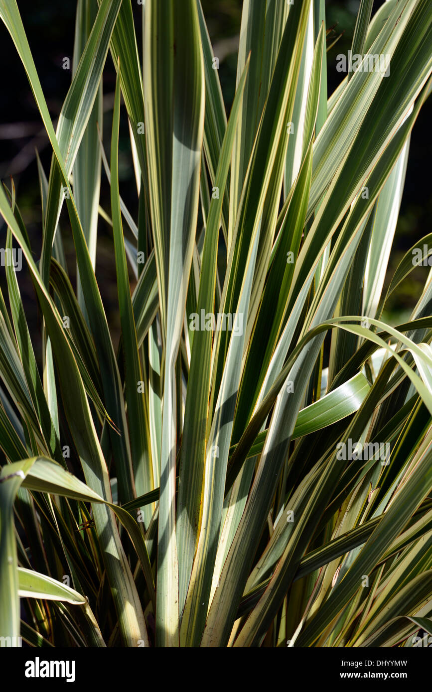 Phormium Tenax Variegatum Neuseeland Flachs grün weißes Laub Anlagenbild Blätter Blatt swordlike Stockfoto