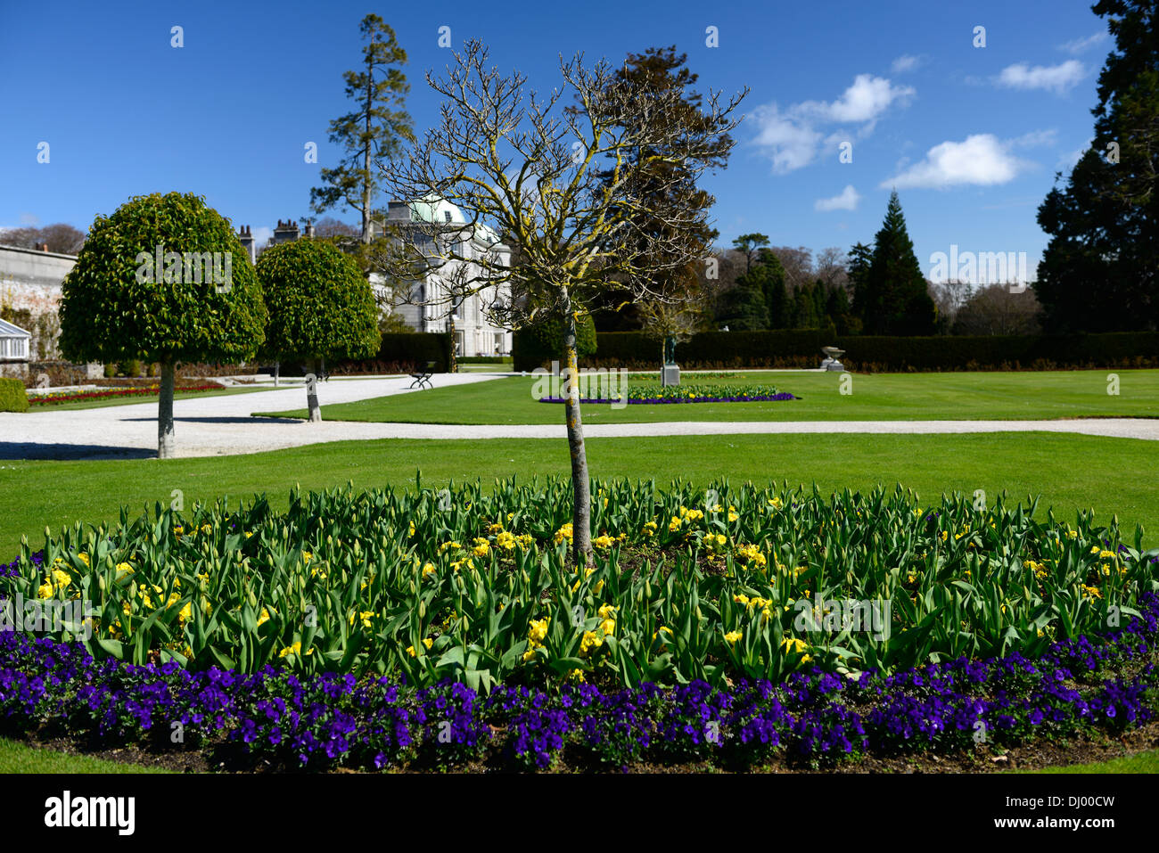 Powerscourt Estate Frühling Bett Grenze Pflanze Pflanzen Anzeige formale Gärten Tulpe Primel Stockfoto