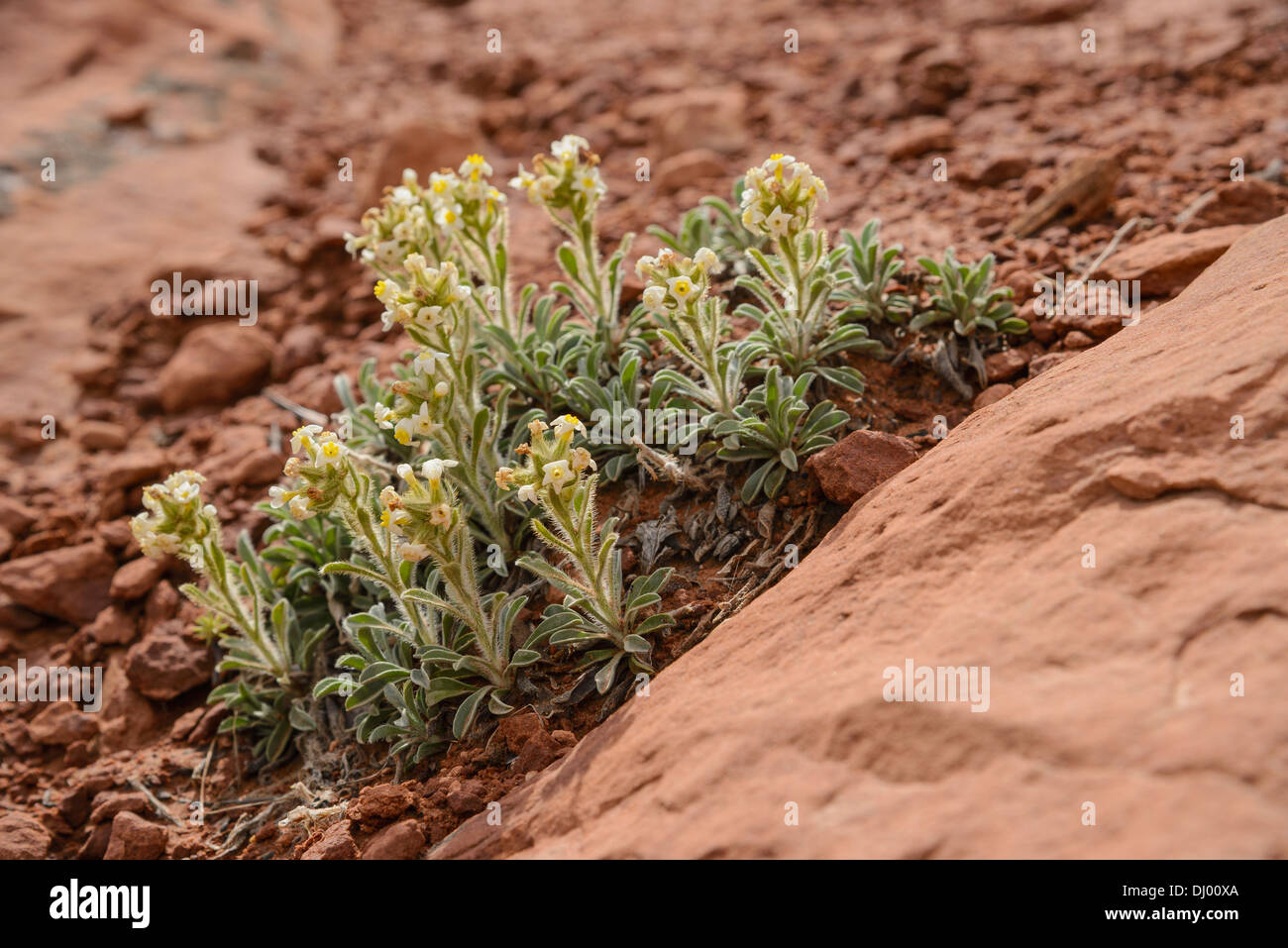 Gelb-Auge Cryptanth, Cryptantha Flavoculata, Wildblumen, Arches-Nationalpark, Utah, USA Stockfoto