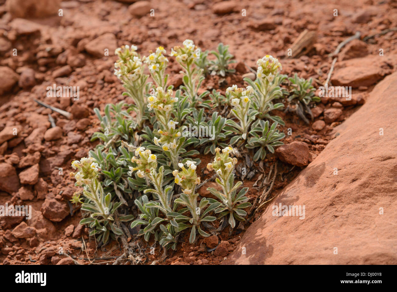 Gelb-Auge Cryptanth, Cryptantha Flavoculata, Wildblumen, Arches-Nationalpark, Utah, USA Stockfoto