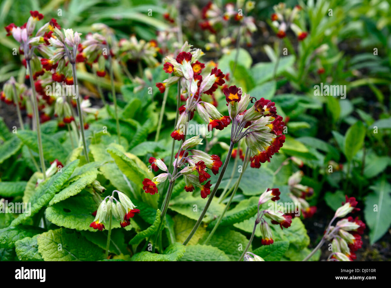 Primula veris Sonnenuntergangsskalen, Primueln, Kuhslip, Cowslips, rot, gelb, Blume, Blumen, blühend, Frühling, RM Floral Stockfoto