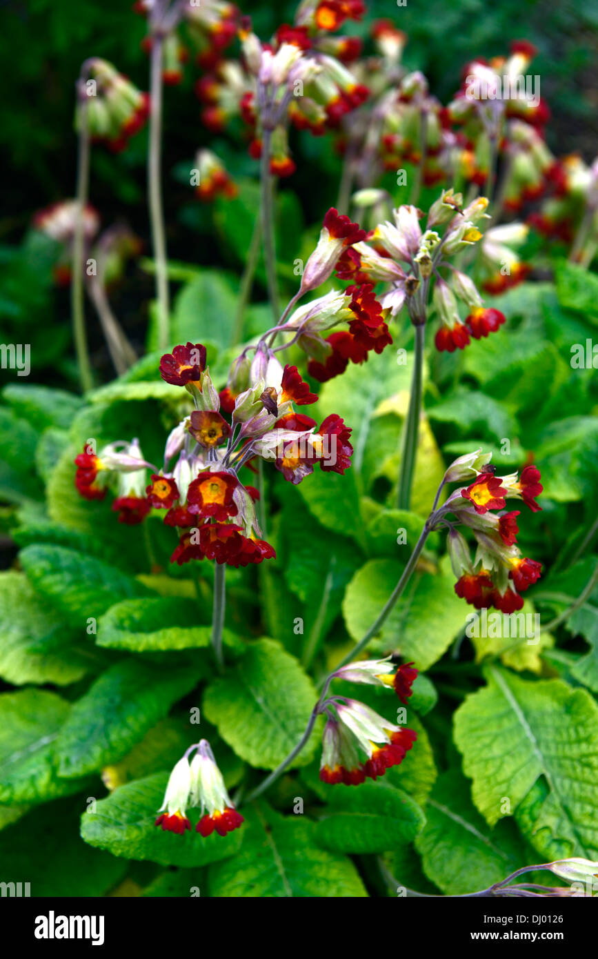 Primula veris Sonnenuntergangsskalen, Primueln, Kuhslip, Cowslips, rot, gelb, Blume, Blumen, blühend, Frühling, RM Floral Stockfoto