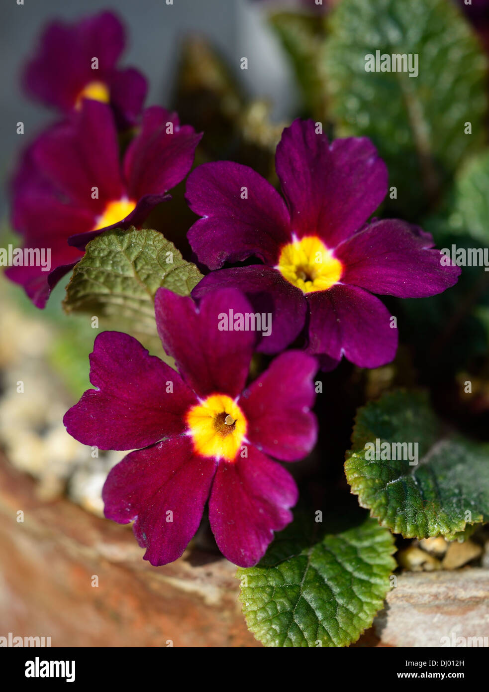 Primula Julius Cäsar Nahaufnahmen schließen USV-lila Blumen Blüte Blüten Blüten mit gelbem Auge Stockfoto