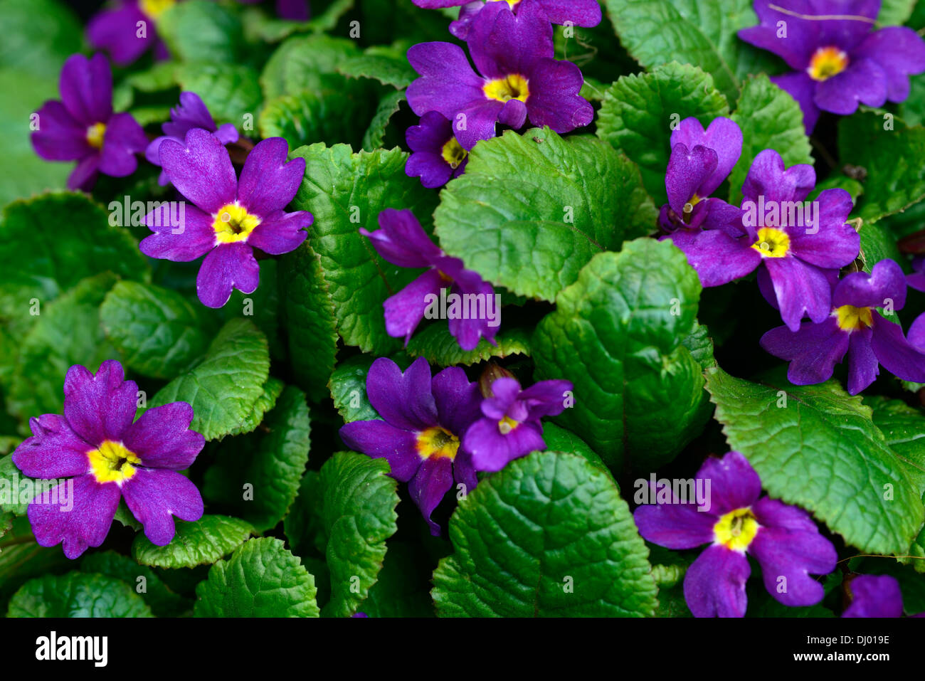 Primula Pruhoniciana Wanda lila Blumen blühfreudig Blüte Frühling verklumpen blüht Stockfoto