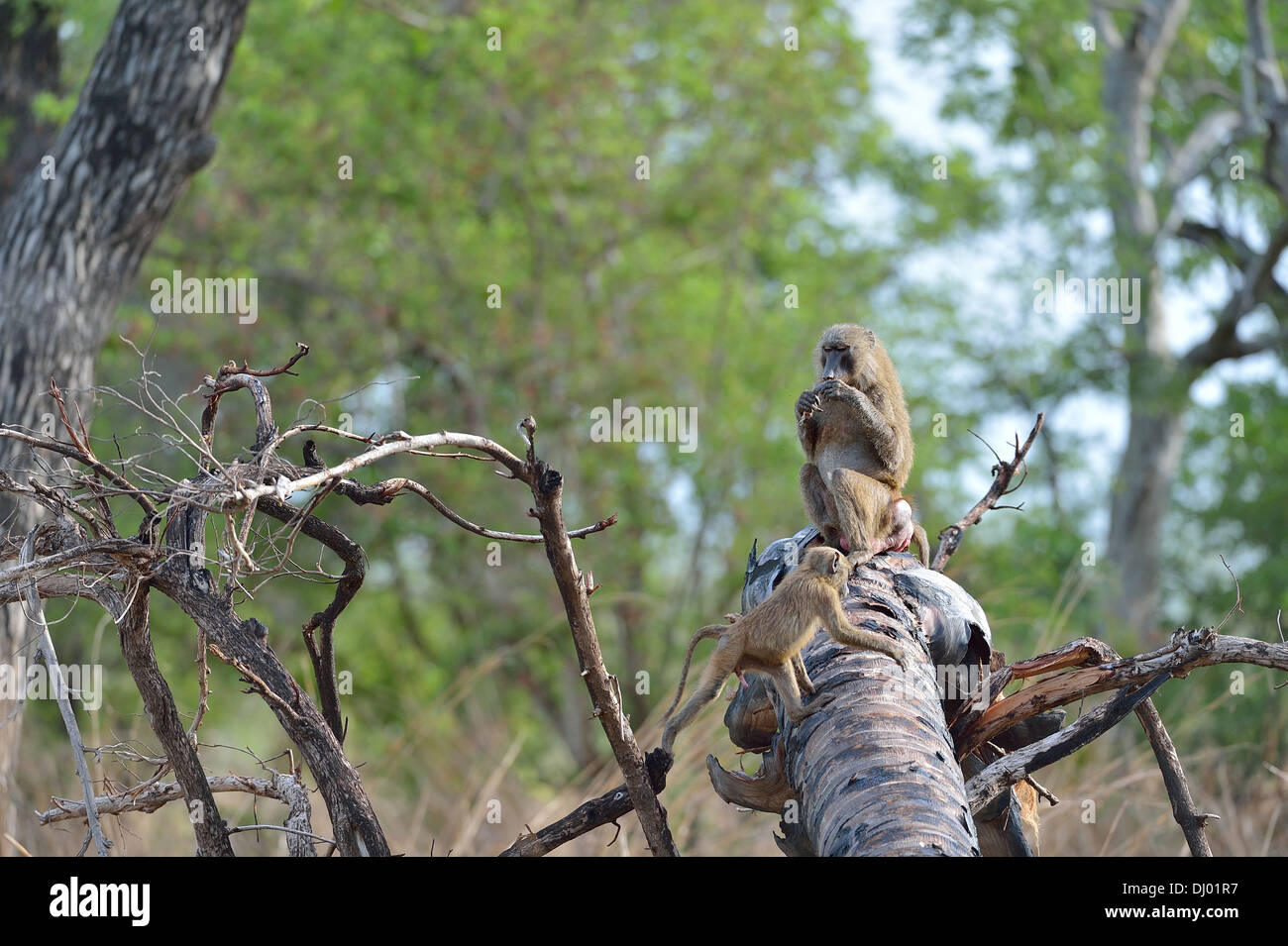 Gelbe Pavian - Savanne Pavian (Papio Cynocephalus) Paar sitzt auf einem gefallenen toten Baum Pendjari Nationalpark - Benin Stockfoto