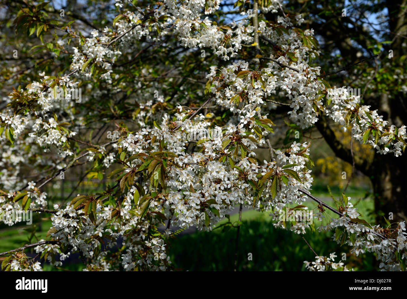 Prunus Okumiyako blühenden Frühlingsblumen Kirschbaum blüht Blüten blühen Stockfoto