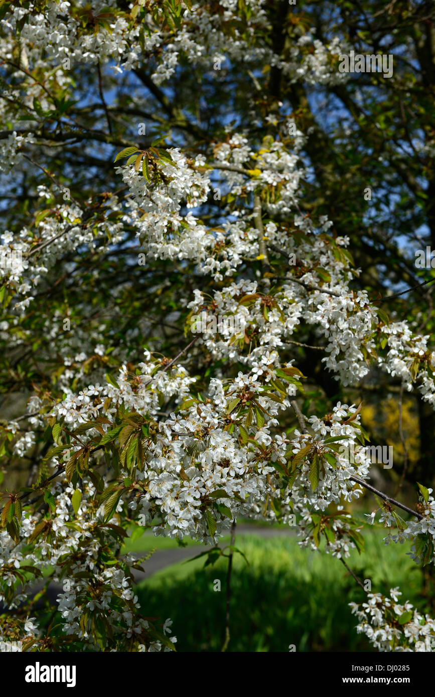 Prunus Okumiyako blühenden Frühlingsblumen Kirschbaum blüht Blüten blühen Stockfoto